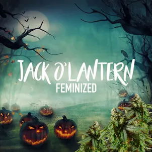 Photo of Jack O'Lantern Feminized