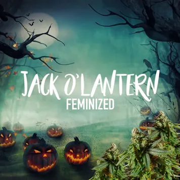Photo of Jack O'Lantern Feminized