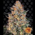 Bubba Kush Feminized Cannabis Seeds