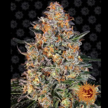 Photo of Bubba Kush Feminized Cannabis Seeds