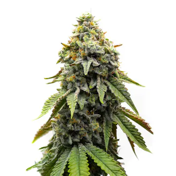 Photo of Good Day Farm: Vellatello | Flower | 3.5g