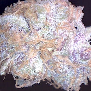 Photo of Passion Fruit 2400/Unit