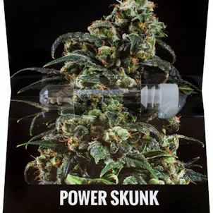 Photo of Power Skunk feminized cannabis seeds
