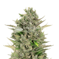 CBD Critical Mass Feminized Seeds