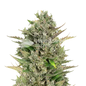 Photo of CBD Critical Mass Feminized Seeds