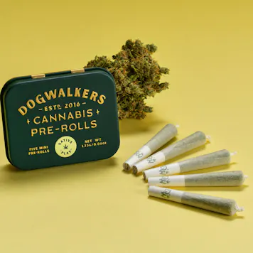 Photo of Island Lime Haze Mini Dog Play Pre-Rolls 1.75g 5-pack