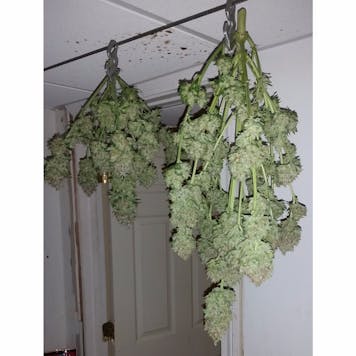 Photo of Pineapple Express