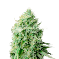 Cannatonic Feminized Seeds