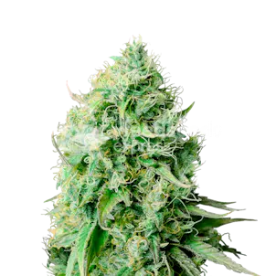 Photo of Cannatonic Feminized Seeds