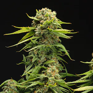 Photo of Bruce Banner Feminized