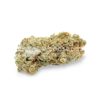 Photo of Sexxpot Feminized Seeds