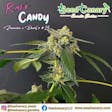 Product image for Rave Candy – 12x Regular Seeds