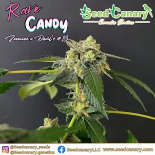 Photo of Rave Candy – 12x Regular Seeds