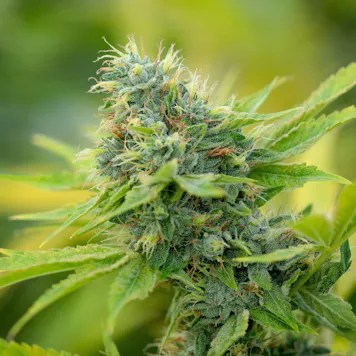 Photo of BC Organic SFV OG Kush - Pre-Roll 1.5g - 3-Pack