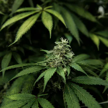 Photo of Key Lime Pie
