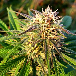 Photo of Blueberry Kush autoflower seeds x5