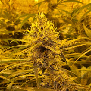 Photo of Durban Poison