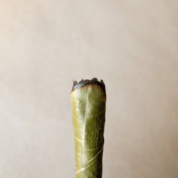 Photo of Organic Pre-Roll Blunt