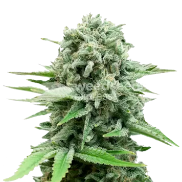 Photo of CBD White Widow Autoflower Seeds