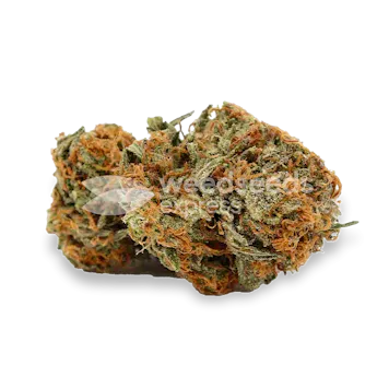 Photo of Grease Monkey Feminized Seeds