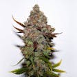 Product image for Original Skunk #1
