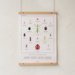 Photo of Beneficial Insects of the Cannabis Garden Print / Poster