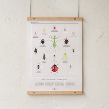 Photo of Beneficial Insects of the Cannabis Garden Print / Poster