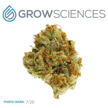 Photo of Gorilla Dosha (3.7)