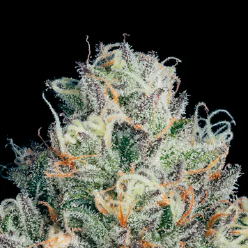 Photo of Orange Tingz AAAA (0.5g) Pre-Rolls x 3