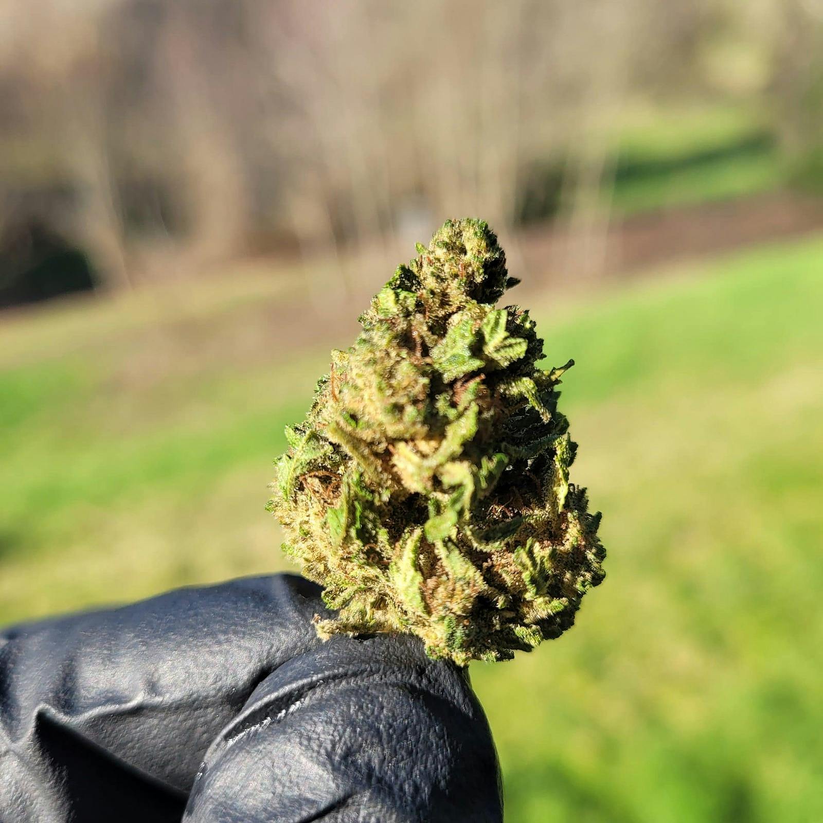 Oregon Hemp Flower Lifter DELTA 8 Infused CBD Hemp Flower Leafly