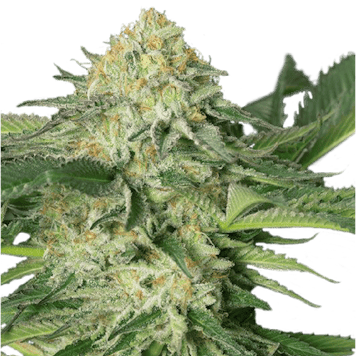 Photo of Lemon Garlic