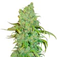 Product image for Chocolope Seeds