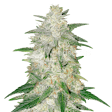 Product image for Italian Ice Feminized Seeds