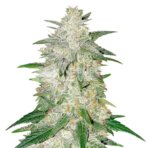 Photo of Italian Ice Feminized Seeds