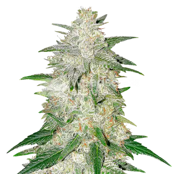 Photo of Italian Ice Feminized Seeds
