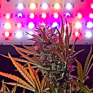 Photo of Klever Garden - Klever Full Solution