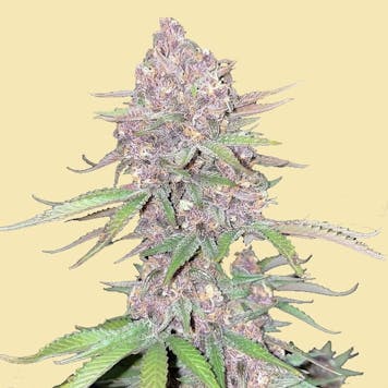 Photo of AUTO SKUNK RUNTZ AUTOFLOWER SEEDS