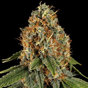 Photo of SPACE COOKIES