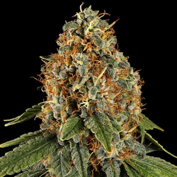 Photo of SPACE COOKIES