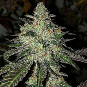 Photo of Gelato Seeds