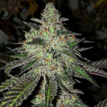 Photo of Gelato Seeds