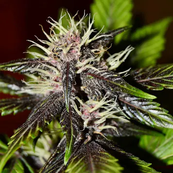 Photo of Auto Dark Purple