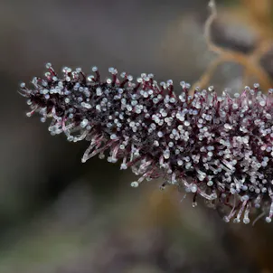 Photo of The Phonzie