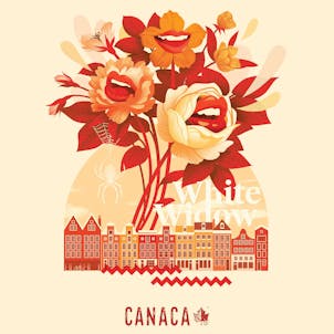 Photo of White Widow