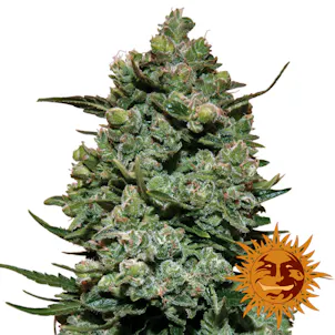 Photo of Barney's Farm Cookies Kush Feminised