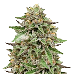 Photo of Gelato Autoflower Seeds