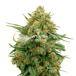 Product image for CBD Express Autoflower Seeds
