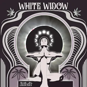 Photo of White Widow 28G Intros Flower