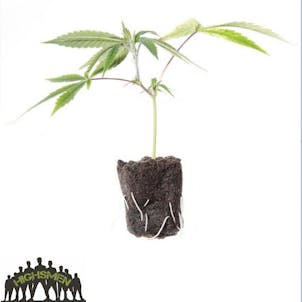 Photo of CHOCOLATE MERINGUE | chocolate kush X lemon tree