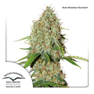 Photo of Auto Brooklyn Sunrise